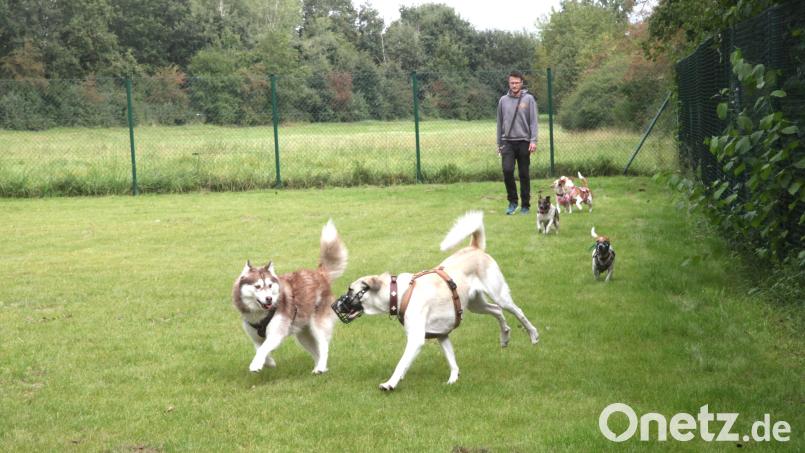 Auf der eingezäunten Wiese in Schwandorf können die Hundebesitzer ihre Vierbeiner frei laufen lassen. Bild: Hirsch