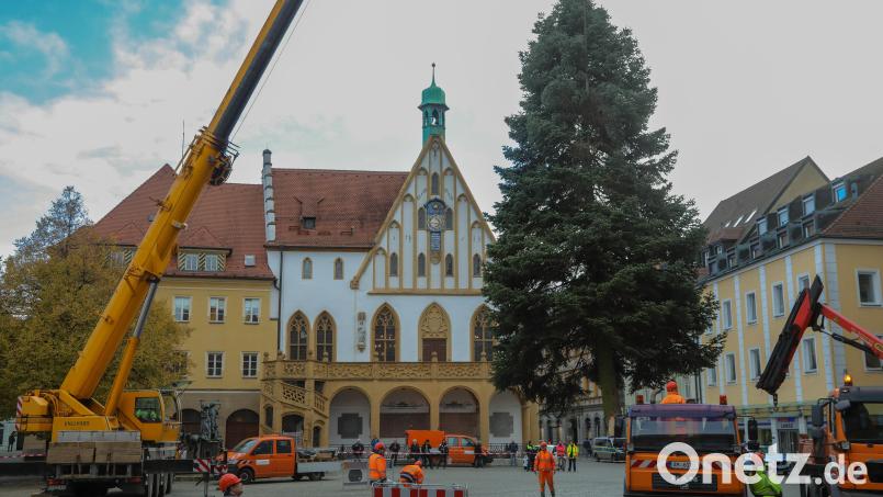 Amberg sucht bereits im Sommer nach Weihnachtsbäumen. Archivbild: Wolfgang Steinbacher