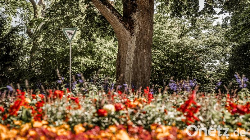 Blühendes Amberg. Symbolbild: Michael Golinski, Stadt Amberg