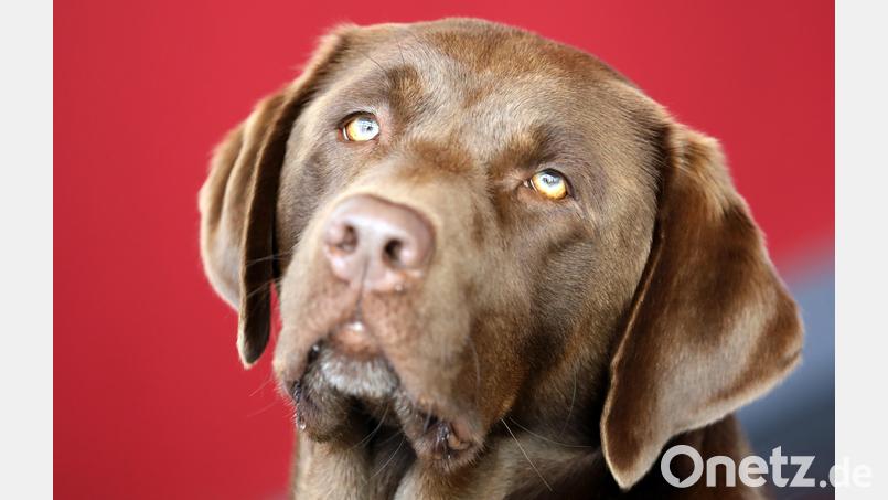 In Teublitz wurde ein Labrador Teil eines Konflikts. Symbolbild: Bernd Wüstneck/dpa