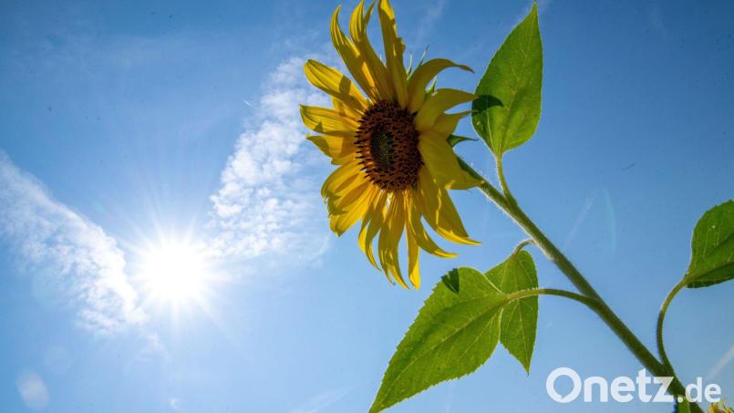 In der Oberpfalz gibt es zum Wochenende wieder viel Sonne. Bild: Pia Bayer/dpa