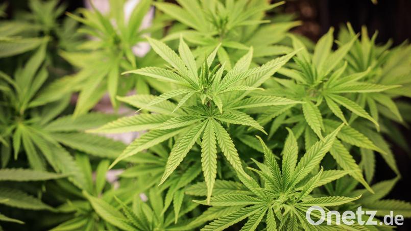 Die Polizei fand in einer Gärtnerei rund 400 Cannabispflanzen. (Symbolbild) Bild: Christian Charisius/dpa