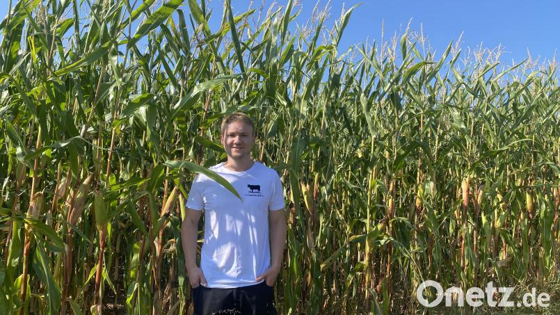 Johannes Nickl aus Trabitz steht vor dem Mais auf seinen Feldern. Er ist auf die Ernte gespannt. Die Maiskolben sind vermutlich kleiner als im vergangenen Jahr, obwohl die Stängel so hoch sind. Bild: Schönhofen