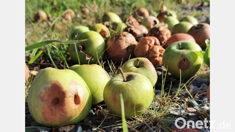Heuer gibt es sehr viel Fallobst unter den Apfelbäumen. Bei den Vereinsmostereien sollten aber nur einwandfreie, reife Früchte angeliefert werden. Bild: Portner
