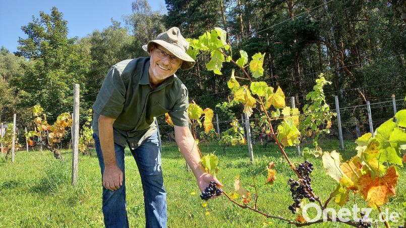 Zusammen mit seinem Bruder und zwei Freunden hat Max Meier vor 25 Jahren mit dem Weinbau am Kulm bei Nabburg begonnen. Jetzt spürt er dort die Folgen des Klimawandels. Bild: bl