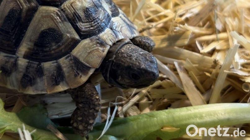 Schildkröte Günther ist spurlos aus seinem Gehege in Schwandorf verschwunden. Bild: Polizei Schwandorf