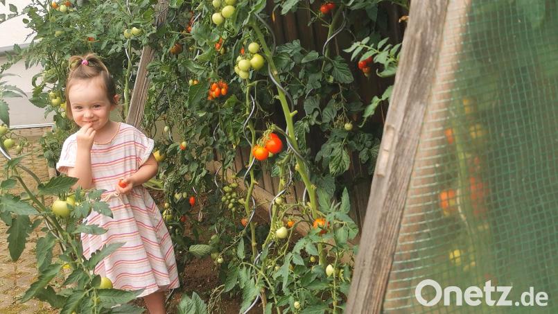 Enkelin Lea (3) nascht am liebsten die kleinen „Datterinos“ aus dem überdachten und nach vorne offenem Tomatenhaus. Bild: Portner