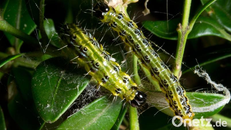 So sehen die Raupen des Buchsbaumzünslers aus, bevor sie zum Schmetterling werden. Sie ernähren sich von Buchsbäumen. Bild: Bernd Weissbrod / dpa
