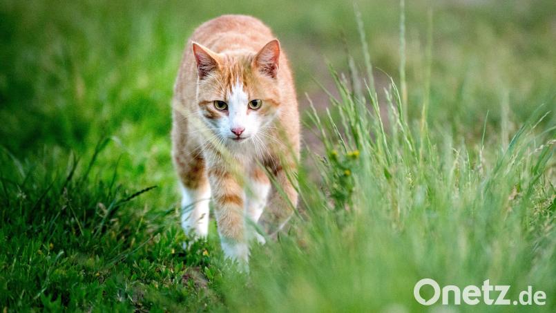 In Maxhütte-Haidhof schießt ein Unbekannter mit einem Luftgewehr auf eine Katze. Symbolbild: Hauke-Christian Dittrich/dpa
