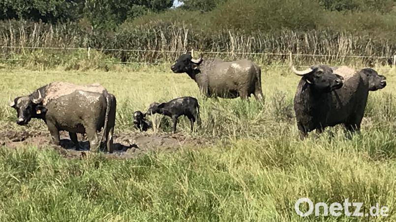 Die Wasserbüffelkühe mit zwei ihrer Kälbchen weiden auf der Anlage in der Vilsecker Straße in Hahnbach. Bild: mma