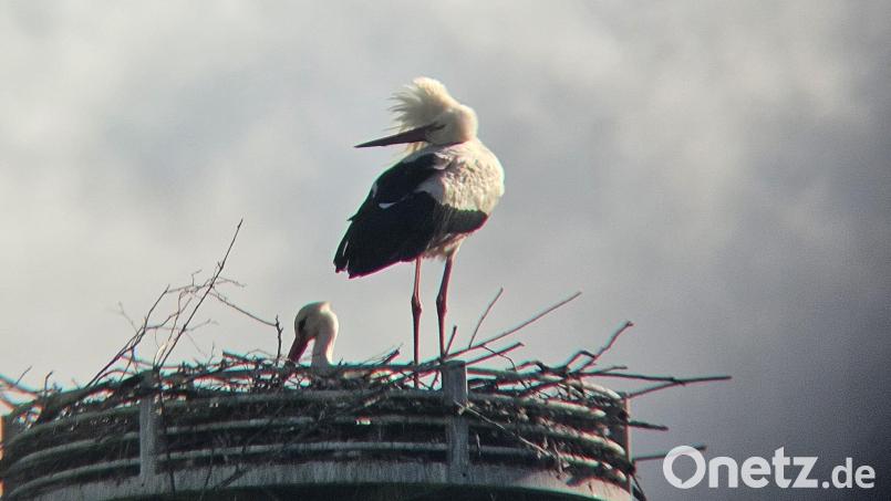 Nicht nur Freude verursachten die Störche. Die Menschen machten sich auch Sorgen um sie: Bei starkem Regen, bei heftigem Wind, bei sengender Sonne. Bild: Andrea Heining