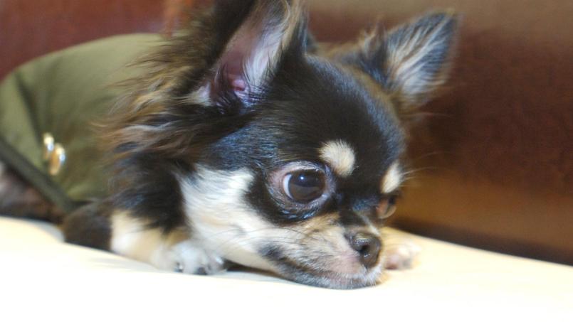 Ein Chihuahua ist am Mittwoch einem Mann in Rehau zugelaufen. Die Polizei brachte den Hund ins Tierheim. Symbolbild: Wolfgang Langenstrassen / dpa