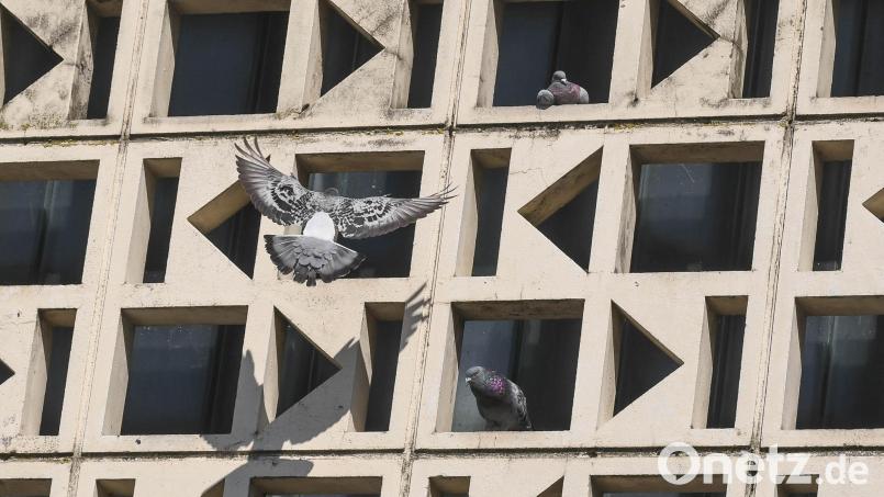 Für die Tauben scheint die Fassade des Josefshauses zum Nisten ideal – die meisten Weidener sehen das anders. Bild: Gabi Schönberger