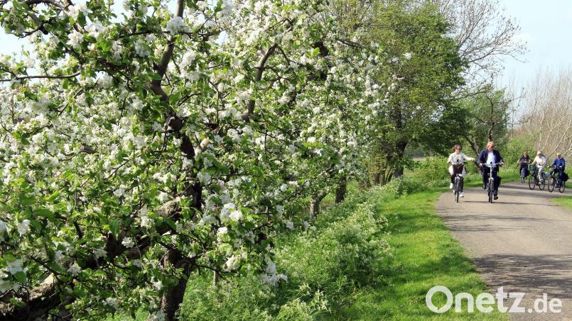 Apfelbäume in voller Blüte an der Radroute entlang der Linge bei Tricht. Bild: Bernd F. Meier/dpa