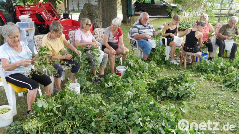 Die zahlreichen Helferinnen und Helfer hatten alle Hände voll zu tun, um auf der Hopfenanlage in Illschwang die Ernte dieses Jahres einzubringen. Bild: no