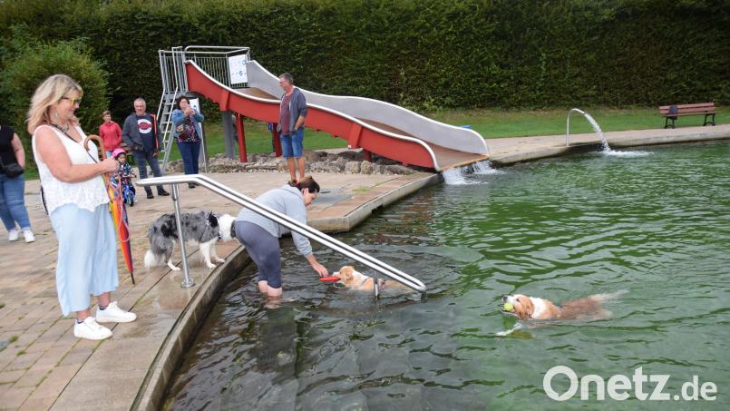 Manche Hunde sprangen sofort ins Becken des Königsteiner Naturbads, andere waren scheu und zögerten – das ist wohl wie bei menschlichen Badegästen. Bild: hdk