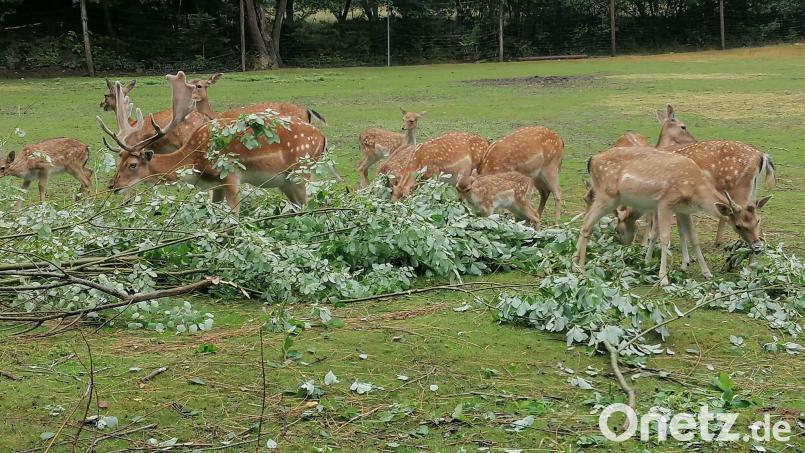 Mit Leckereien wie hier auf dem Archivbild sind die Tiere wieder zurück in das Gehege gelockt worden. Archivbild: Michael Huber/exb
