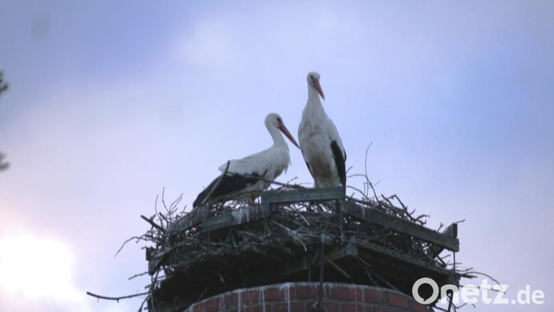 Da war die Welt noch in Ordnung: &quot;Rudi&quot; und &quot;Uschi&quot; in ihrem Zuhause auf dem Schlot der alten Zieglhütte. Archivbild: gis