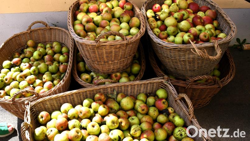 Wenn es auch nach viel aussieht: Der Schein trügt. Bereits am ersten Obstpresstag wurden nur knapp zwölf Zentner angemeldet. Gerade mal die Menge, für die die Presse überhaupt geöffnet wird. Bild: ubb