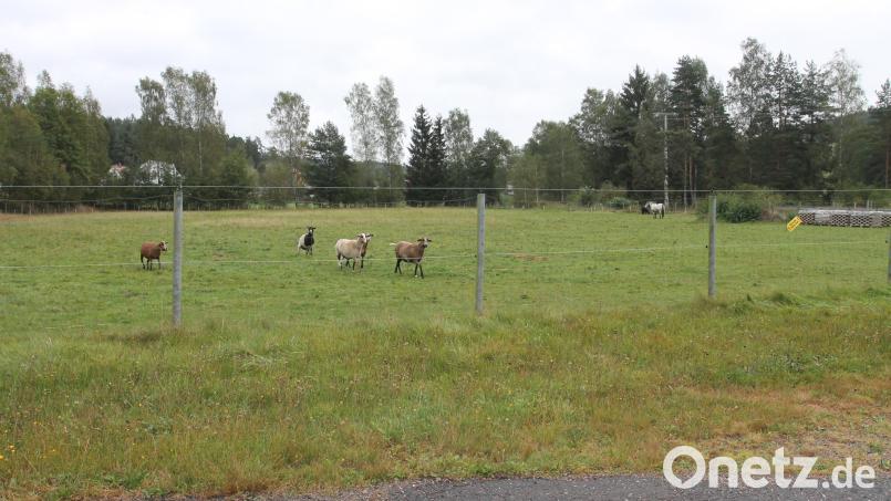 Der Sportplatz hat ausgedient. Wo früher die Fußballer dem Leder hinterherjagten, grasen heute Tiere. Bild: pi