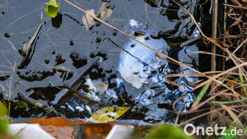 Es sieht zwar aus wie ein Ölfilm, ist aber keiner. Bei diesen Schlieren auf der Wasseroberfläche handelte es sich um ein Produkt von Algen. Bild: Petra Hartl