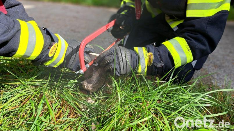 Die Feuerwehr befreit den Siebenschläfer aus seiner Notlage. Bild: Berufsfeuerwehr München/dpa