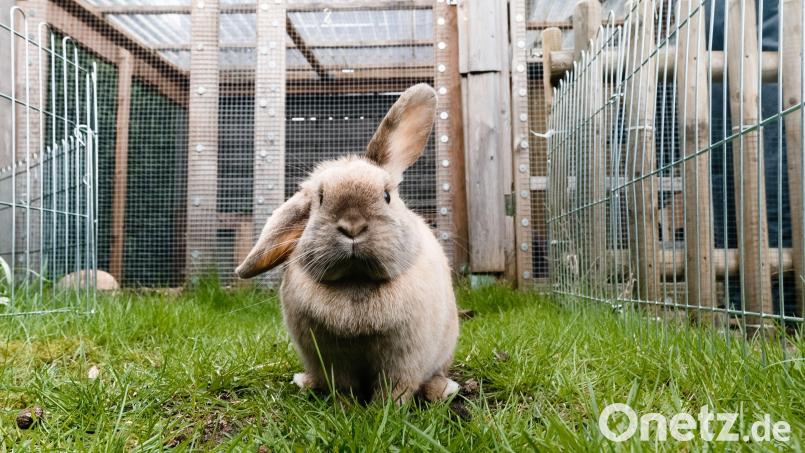 Die Polizei sucht einen Dieb, der Hasen aus einem Stall in Hirschau geklaut hat. Symbolbild: Markus Scholz