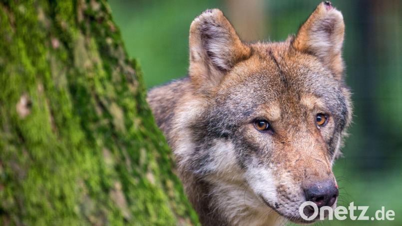 Der Wolf ist auch Thema im Kirchenthumbacher Gemeinderat. Symbolbild: Lino Mirgeler