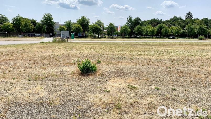 Unter dem Schotter und vertrockneten Gras des alten Festplatzes, metertief in der Erde, lagern die Reste einer großen Hausmüll-Deponie der Weidener. Deshalb ist das Areal belastet. Dennoch soll es bebaut werden. Archivbild: Gabi Schönberger