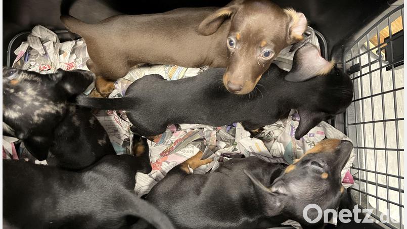 Ein angeblich privater Hundezüchter hat zehn noch nicht vollständig geimpfte Dackelwelpen nach Deutschland eingeführt. Bild: Verkehrspolizeiinspektion Amberg