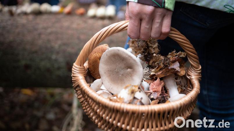 Volle Pilzkörbe – dieser Traum vieler Pilzsammler in und um Weiden wird sich so schnell nicht bewahrheiten. Das Pilzwachstum ist in den vergangenen Jahren deutlich zurückgegangen. Heuer ist wohl eins der schlechtesten Jahre zu verzeichnen. Symbolbild: Sebastian Gollnow/dpa/Symbolbild
