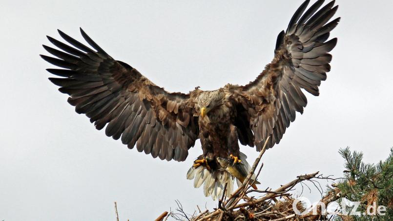 Im Umkreis der nun gestoppten Planungen für einen Windpark südlich der Ortschaft Freihöls gibt es ein Seeadler-Nest. Es könnte durchaus sein, dass diese seltenen Giganten der Lüfte mit dafür ausschlaggebend waren, dass die Staatsforstverwaltung jetzt ihre weiteren Schritte in Richtung von vier bis zu 250 Meter hohen Windrädern zu den Akten legte. Bild: Hans Heimler/exb