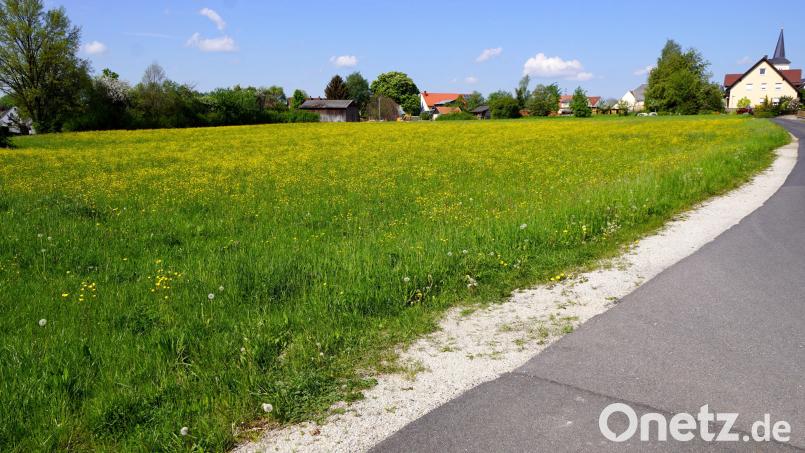 Zu ungenau waren dem Landratsamt die Umweltinformationen im Änderungsentwurf zum Flächennutzungsplan für das Baugebiet „Nördlich der Marktredwitzer Straße“. Archivbild: bkr