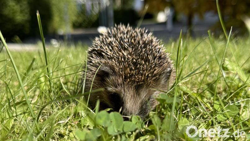 Igel Bild: gw