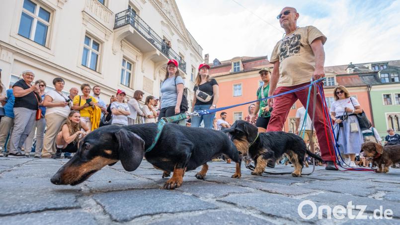 Mehr als 1000 Dackel nehmen an der Dackelparade in der Regensburger Altstadt teil. Bild: Armin Weigel/dpa