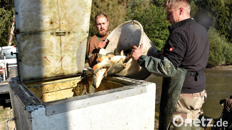 Die stattlichen Karpfen kommen in die großen Bottiche, wo eine Sauerstoffzufuhr dafür sorgt, dass es ihnen während des Transports gut geht. Bild: ubb