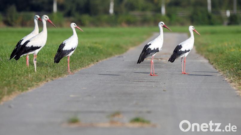 Die Weißstörche hatten kein leichtes Jahr in Bayern. (Archivbild) Bild: Thomas Warnack/dpa
