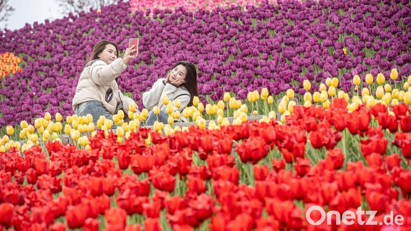 Ein Selfie inmitten von Tulpen: Zwei Besucherinnen in der südwestchinesischen Stadt Chongqing. Bild: Tang Yi/XinHua/dpa