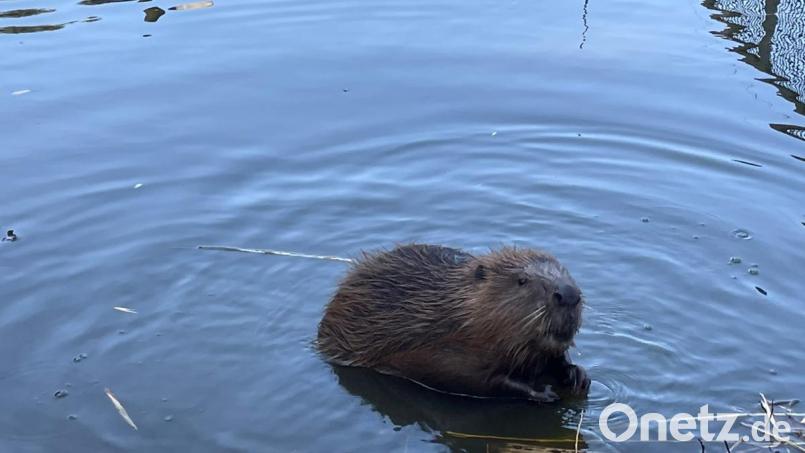 Für die Biber hat der Wildpark Mehlmeisel ein neues Zuhause geschaffen. Bild: Wildpark Mehlmeisl/exb