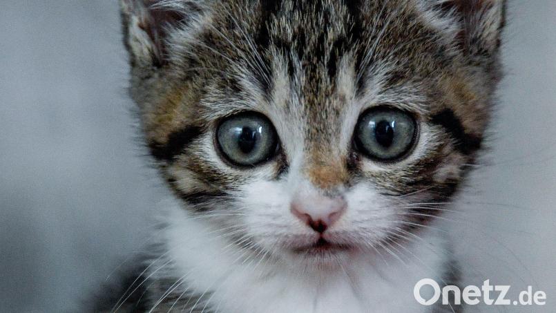 In Weigendorf hat ein Vermieter nach der Räumung eines Hauses Katzenbabys gefunden: Zwei waren bereits tot, ein weiteres verstarb auf dem Weg zum Tierarzt. Symbolbild: Axel Heimken/dpa