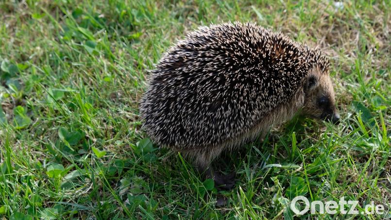 Vielleicht findet sich ein passendes Motiv im eigenen Garten. Dieser Igel würde jedenfalls das Hauptteilnahmekriterium an der Kalenderaktion des Ebnather Gewerbevereins erfüllen. Archivbild: do