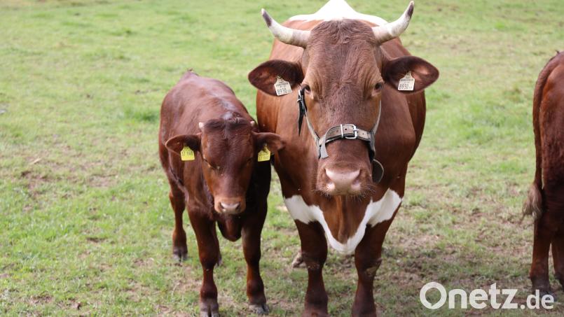 Im Freilandmuseum Oberpfalz findet am 6. Oktober der Tag der Museumstiere statt. Bild: Eva Gröninger