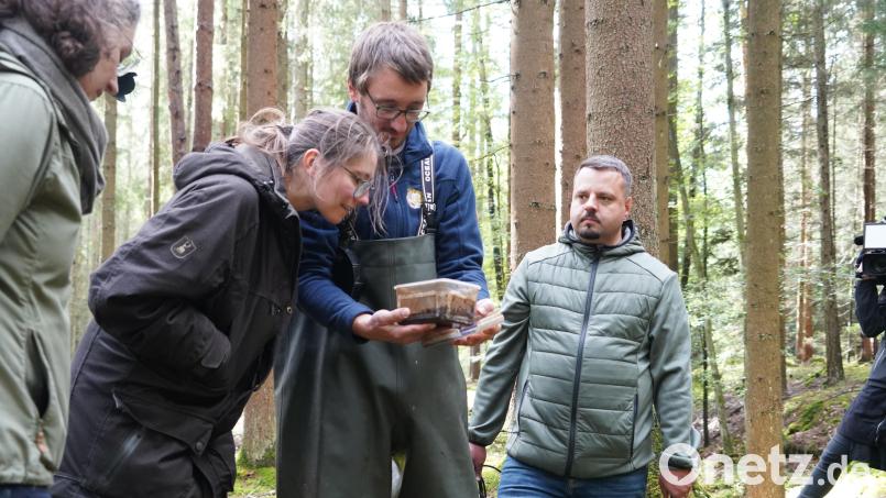 Rangerin Cornelia Greiner sieht sich die Muscheln an, die Daniel Höllering und Michal Blaha von der Aufzuchtstation Huschermühle mitgebracht haben. Bild: kaz