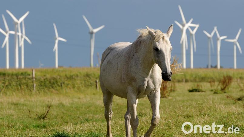 In Kemnath war ein Pferd entkommen und sorgte bei manchen Autofahrern für Erstaunen. Symbolbild: Ingo Wagner