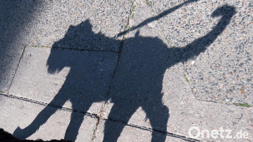 Ein Hund hat in Regenstauf einen Mann gebissen. Symbolbild: Ralf Hirschberger/dpa