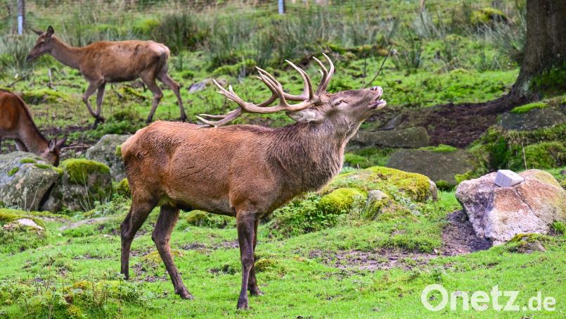 Zur Zeit kann man einem spektakulären Schauspiel im Steinwald beiwohnen: der Hirschbrunft. Bild: [sds] (s.steinkohl@gmx.de)