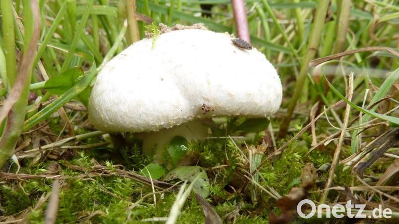 Ein Wiesen-Champignon: Dieser Pilz bevorzugt naturbelassene Wiesen wie Kuhweiden oder Pferdekoppeln. Bild: Herbert Baumanis
