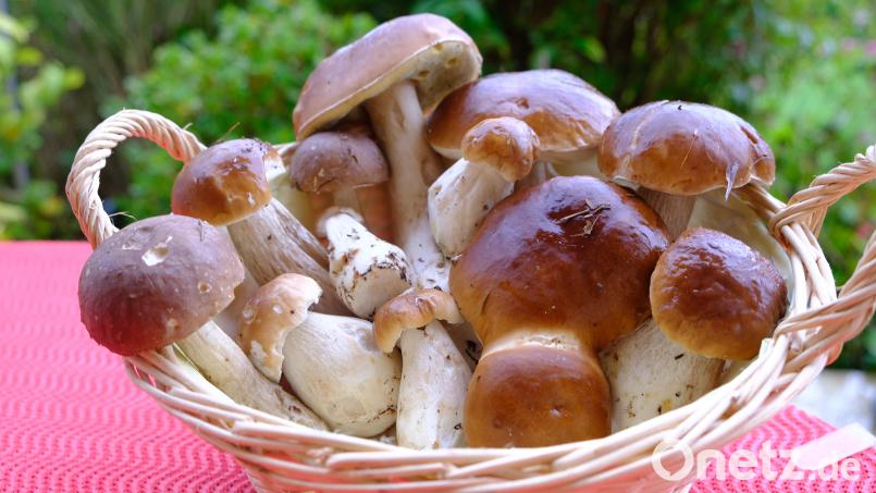 Auf in die Wälder. Es ist Steinpilzzeit. Ein Körbchen voller edler Pilze animiert jeden Schwammerl-Sucher, dem glücklichen Finder nachzueifern. Bild: do