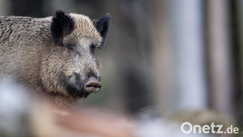 Ein Wildschwein ist bei Schlammersdorf durch eine illegale Falle schwer verletzt worden. Symbolbild: Lino Mirgeler
