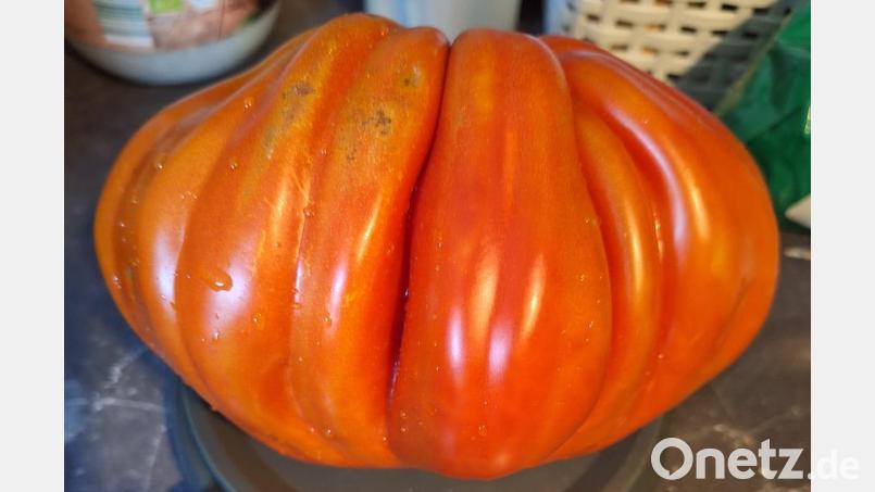 Eine gerippte Schönheit mit fast 800 Gramm ist diese Riesen-Tomate. Bild: Gerhard Schindler